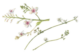 White Watercolor Flowers Set for Creative Projects